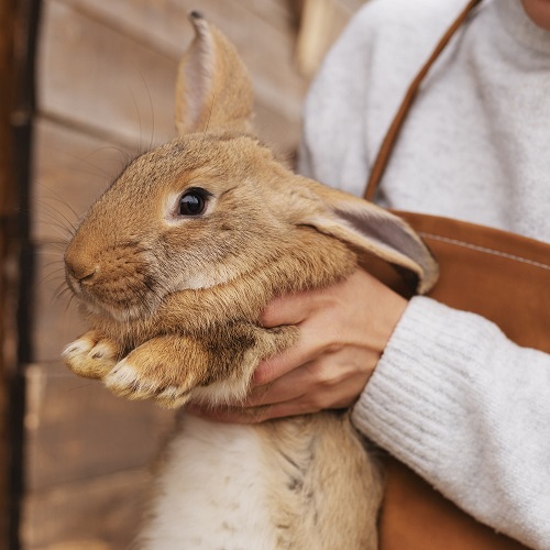 Обучение зоотехнии, кролиководству и работе с пушными животными — онлайн-курс от pk.i-spo