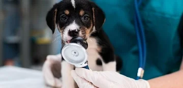 Сколько зарабатывают ветеринары в России, Москве и в зависимости от места работы